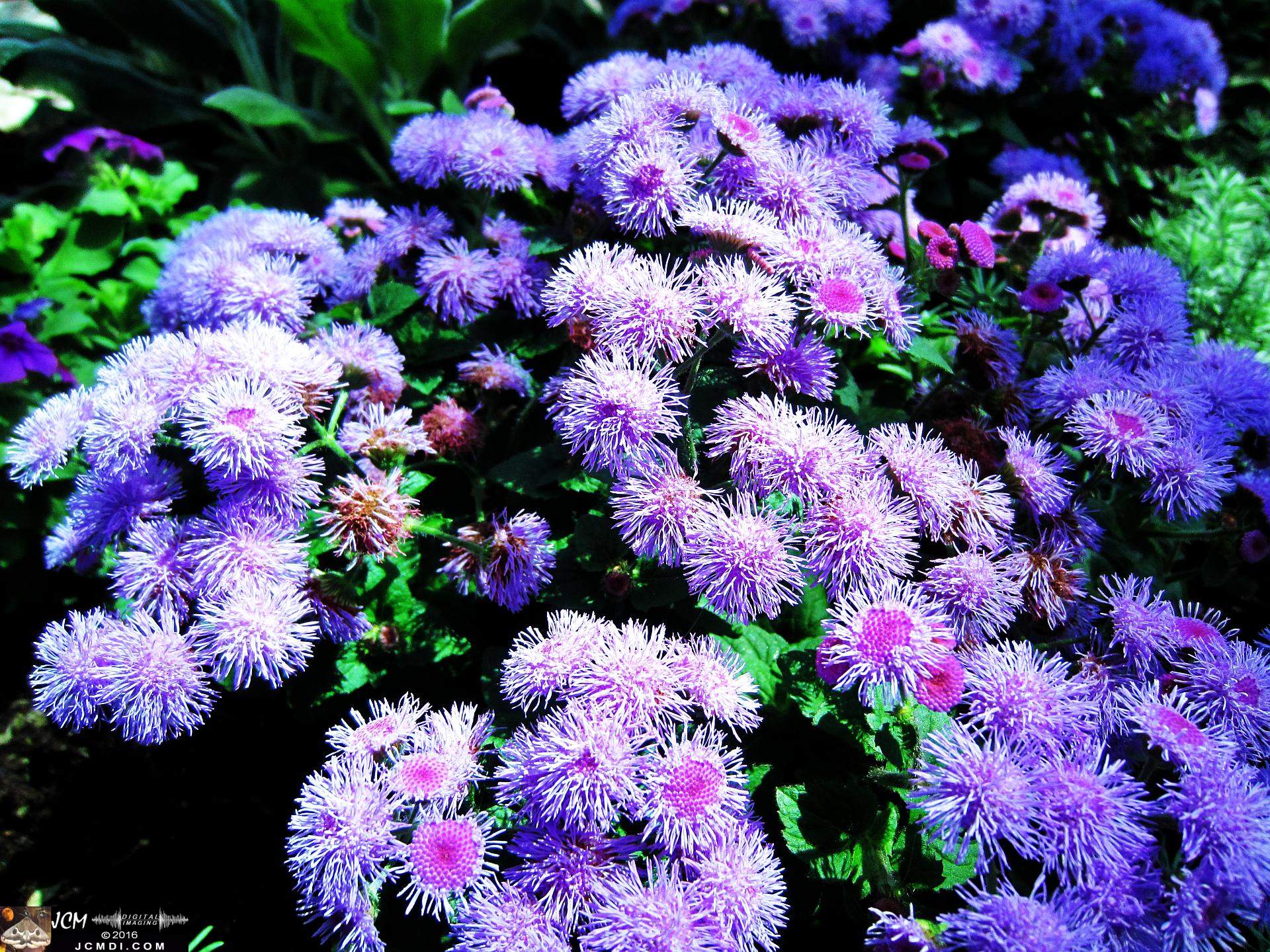 Como Zoo conservatory, MN flowers close up
